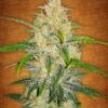 Zkittlez Auto