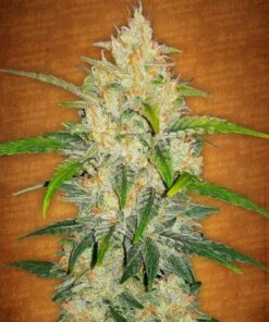 Zkittlez Auto