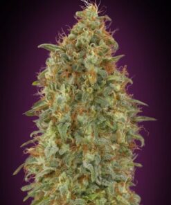 Zkittlez Fast