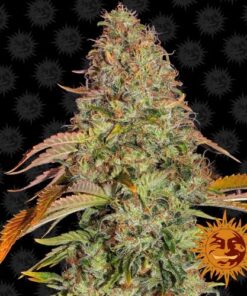 Zkittlez OG Auto