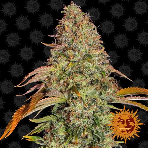 AutoFlower Seeds