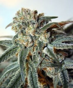 Zombie Kush - 5PACK