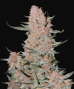 Ztrawberriez Auto