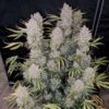 Zupreme Lime Auto