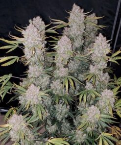 Zupreme Lime Auto