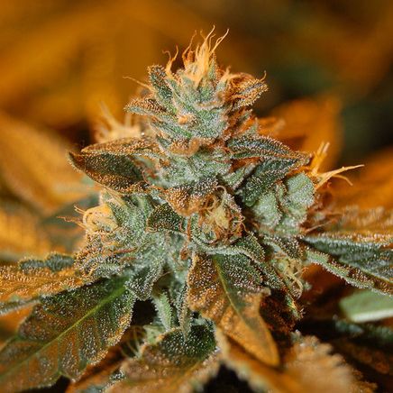 Cannabis Seeds