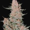Autoflowering White Russian #1 - Feminised - 6 pack